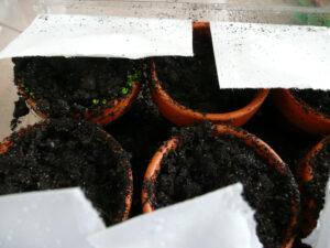 082-2008-03-20 Tuin