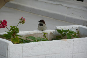 082-2009-05-22 Karpathos