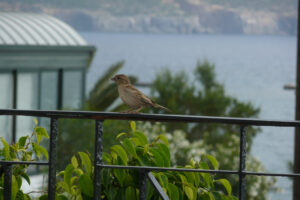084-2009-05-22 Karpathos