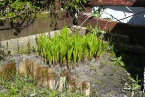 099-2008-04-12 Tuin