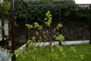 110-2008-04-19 Tuin