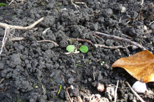 115-2008-04-20 Tuin