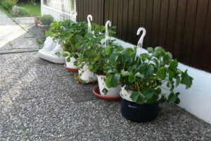 147-2008-05-05 Tuin