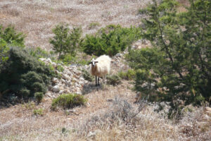 147-2009-05-24 Karpathos