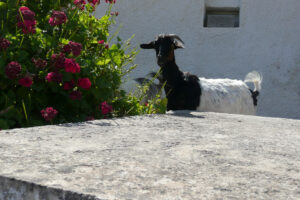 162-2009-05-25 Karpathos