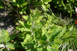 167-2010-05-24 Tuin
