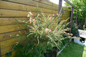168-2010-05-24 Tuin