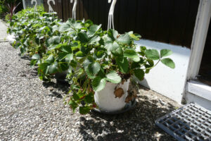 169-2008-05-18 Tuin