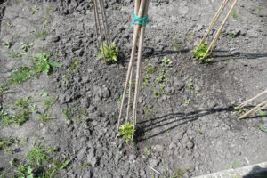 169-2010-05-24 Tuin