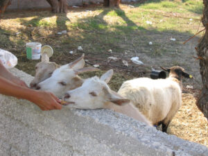 170-2003-09-26 Zakinthos