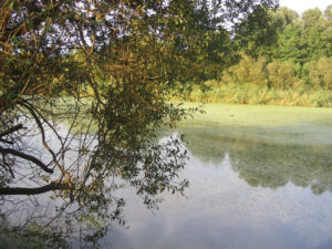 172-2004-08-28 Carpmania