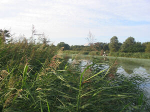 173-2004-08-28 Carpmania