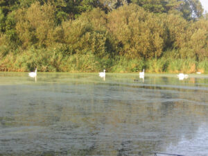 174-2004-08-28 Carpmania