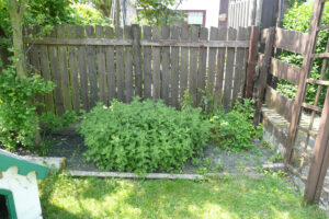 176-2010-05-24 Tuin