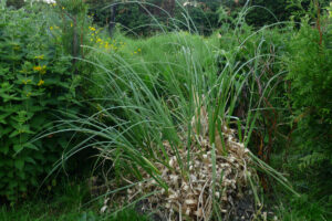 180-2008-05-28 Tuin