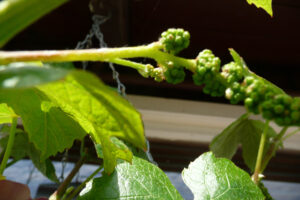 180-2010-05-24 Tuin