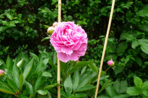 183-2008-05-31 Tuin