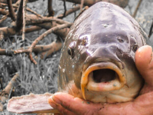 184-2004-08-28 Carpmania