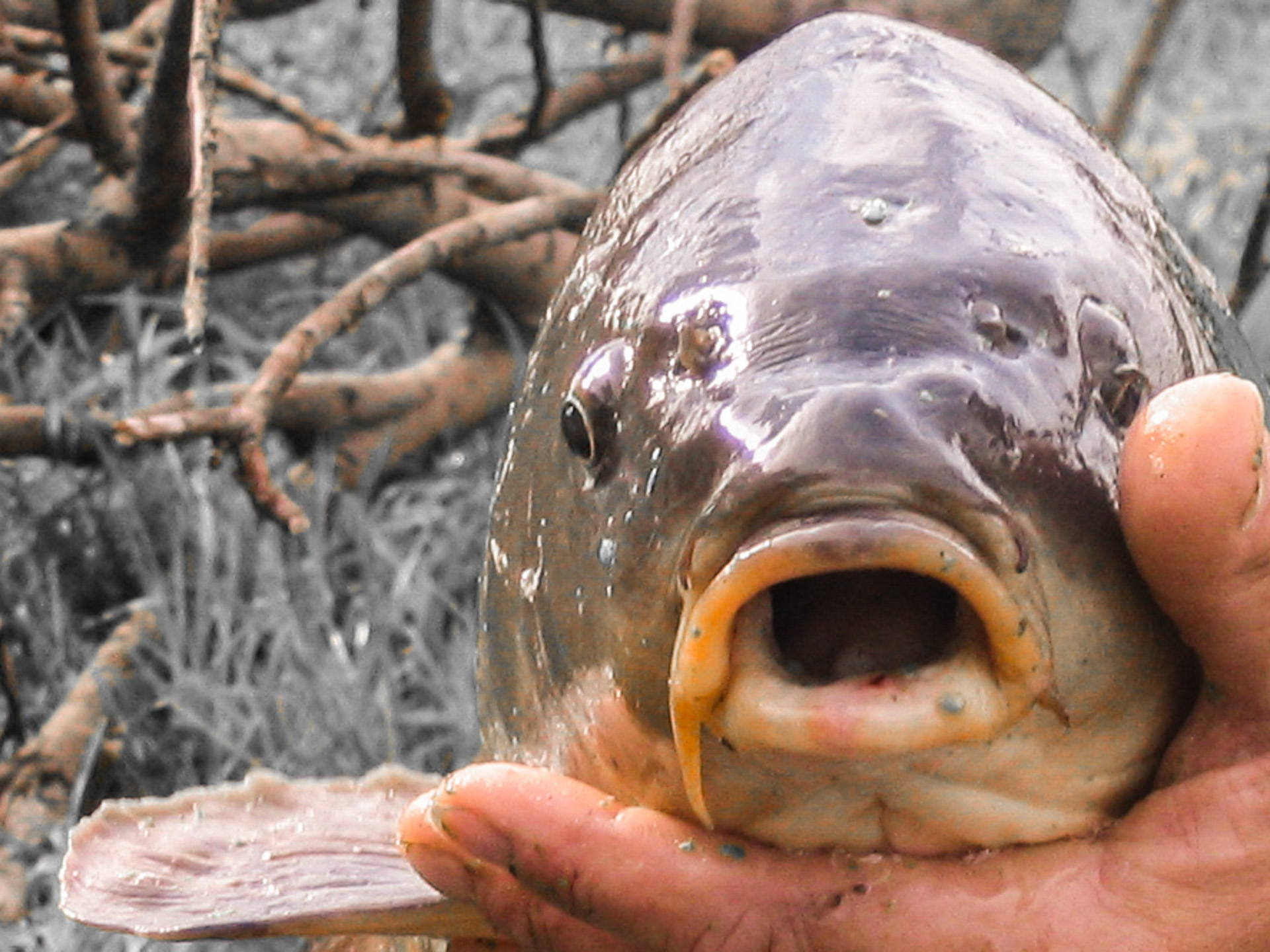 184-2004-08-28 Carpmania