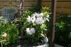 187-2010-06-05 Tuin