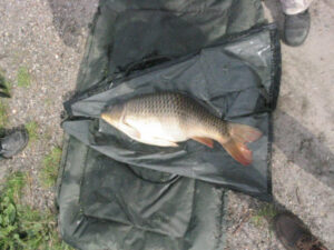 188-2004-08-28 Carpmania