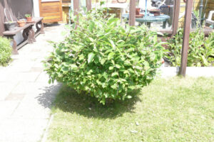 188-2010-06-05 Tuin