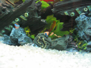 191-2003-11-05 Aquarium