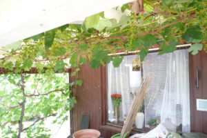 191-2010-06-05 Tuin