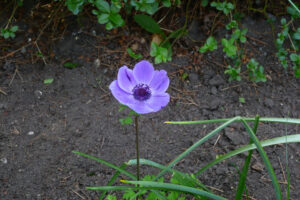 193-2008-06-02 Tuin