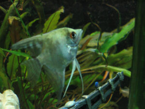 194-2003-11-06 Aquarium