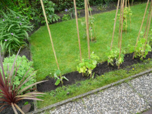 194-2008-06-05 Tuin
