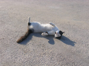195-2004-08-31 Corfu