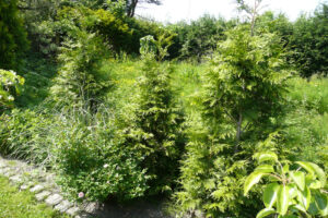 195-2010-06-05 Tuin