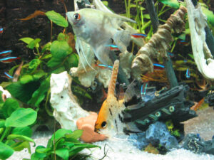 197-2003-11-06 Aquarium