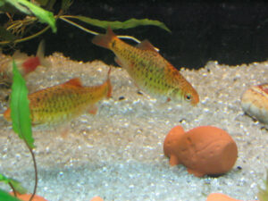 198-2003-11-06 Aquarium