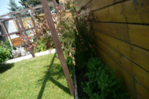 200-2010-06-05 Tuin