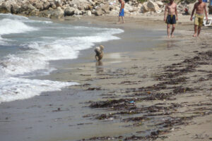 207-2009-05-25 Karpathos