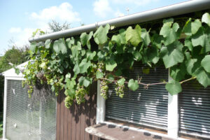 254-2010-08-14 Tuin