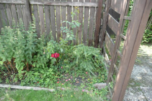 256-2010-08-14 Tuin