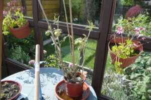 259-2010-08-14 Tuin