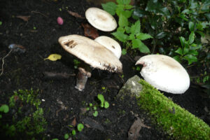 261-2010-08-14 Tuin