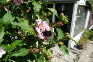 264-2010-08-14 Tuin