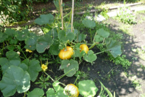 266-2010-08-14 Tuin