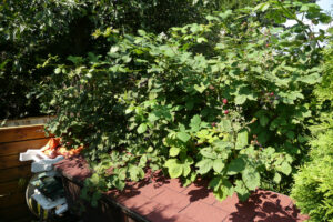 269-2010-08-14 Tuin
