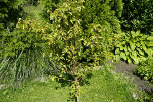 273-2010-08-14 Tuin