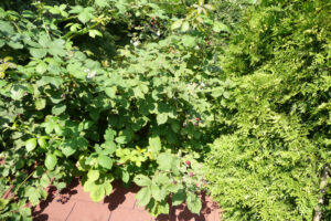 281-2010-08-14 Tuin