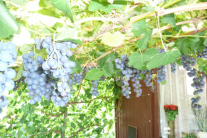 283-2010-08-14 Tuin