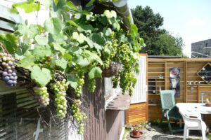 285-2010-08-14 Tuin