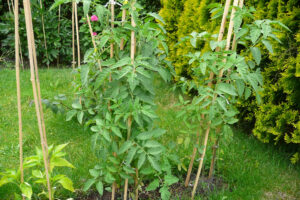 288-2008-07-16 Tuin