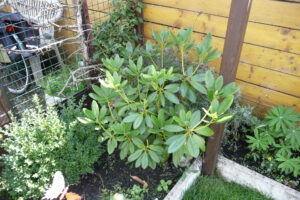 288-2010-08-14 Tuin